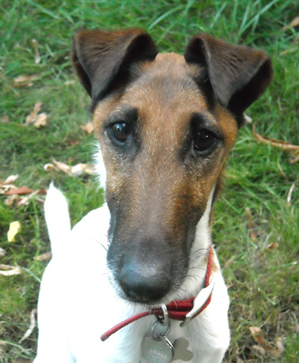 Smooth fox terriers for adoption