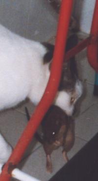 enlarged pic of cat with mouse