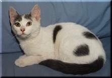 patchesfurmember.jpg (5110 bytes)