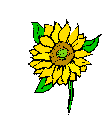 sunflower-sm.gif - 1920 Bytes