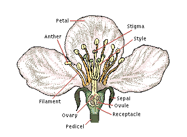 Partsflower Picture on Parts Of A Flower