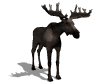animated-moose