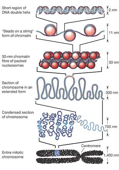 parts of chromosome