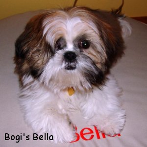 Bogi's Bella 2