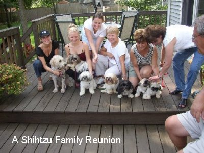 A Shihtzu Family Reunion