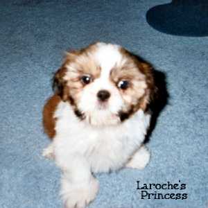 Laroche's Princess