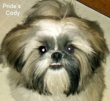 Cody