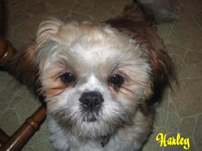 Harley
