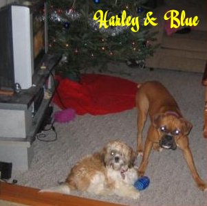 Harley & Blue At Christmas