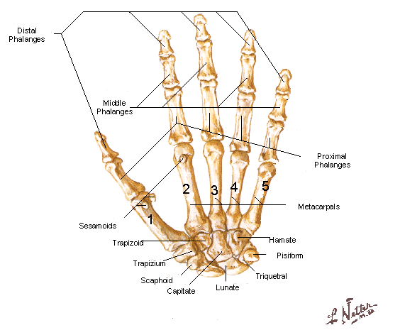 Hand & Wrist Injuries