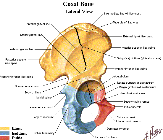 Anatomy Hip Bone