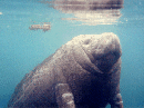 manatee