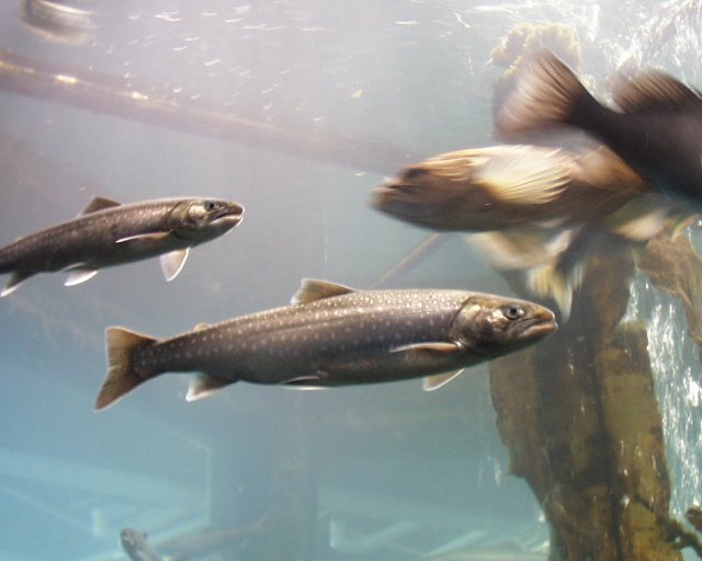Fish