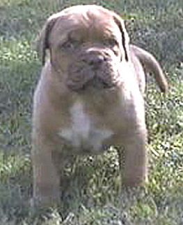5 weeks old...look at that chest !