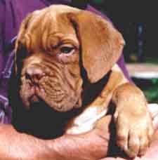 Savannah as a puppy