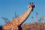 Pilaneburg giraffe. Who is looking at whom?