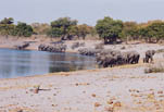Little known Suswe. This photo features 5 different elephant herds at the oxbow beach.