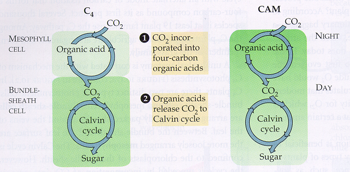 Download free C3 C4 And Cam Plants Pdf - bittorrentmr