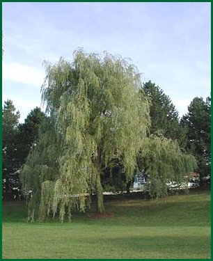 willow tree