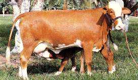 255 Madona