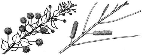 Acacia (WATTLE) flower types