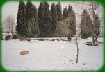 New Garden in Winter 1986