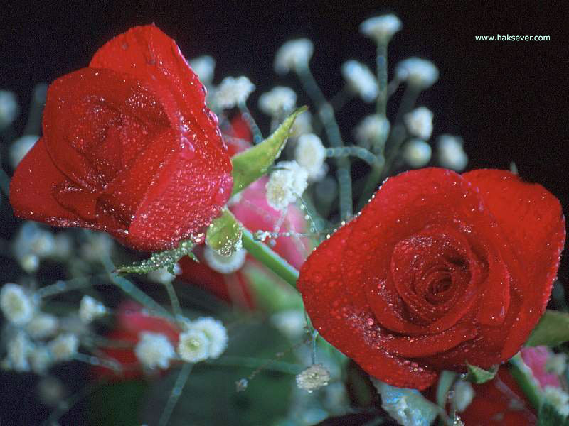 Duvar Kağıtları Wallpapers