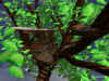 tree.jpg (141225 bytes)