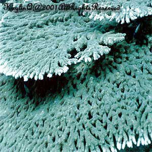 Acropora Sp. Table Coral