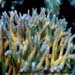 Acropora Sp. Branching Coral