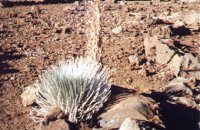 A Silversword