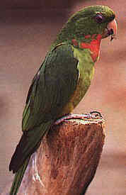 redthroat_conure2.jpg