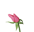 Click Pink Rose to Enter
