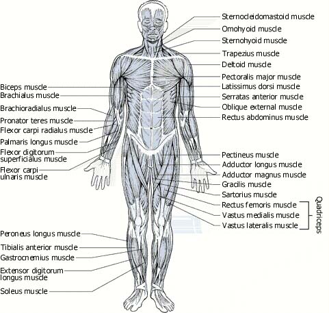 Benefits of massage on the Muscular System - Thomas Goodrich