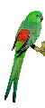 Red-Rumped Parakeet