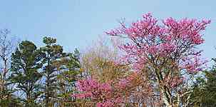 Redbud Tree (larger image is not available)