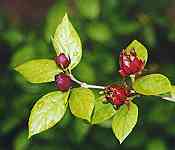 Sweetshrub (larger image not available)
