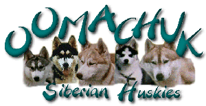 Oomachuk Siberians