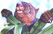 Peek-a-boo Wombat!