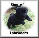 Click to join the ring of Labrador Retrievers