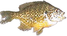 Blue Gill caught May 11, 1999