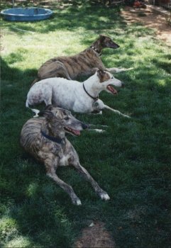 Dog race - photo 8