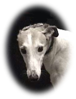 Forever Home Greyhound Adoptions New York Forever Home Greyhound Adoptions New York
