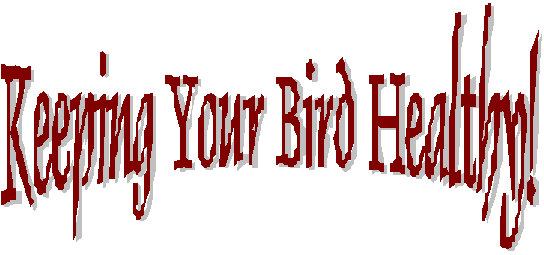 Keeping Your Bird Healthy