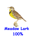 Meadow Lark