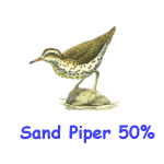 Sand Piper