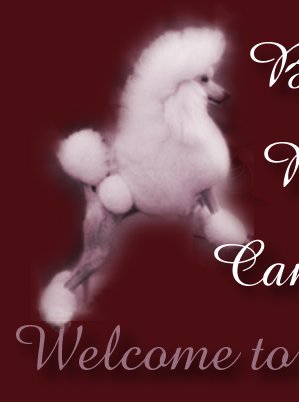 Click on the poodle to go to Canmoys pages