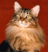 CFA GRC Avicats Almost Eighty, brown tabby Maine Coon male at 11 months