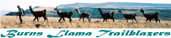 Burns Llama Trailblazers Champion Working Llamas