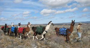 BLT Llamas are exellent backcountry packers!